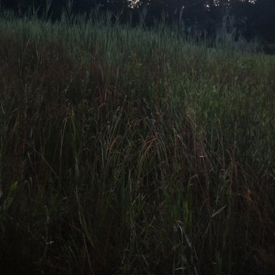 Consequences - Single