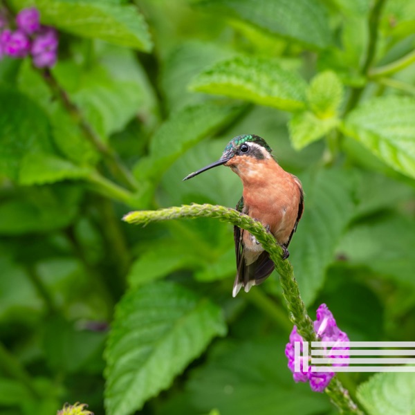 Sounds of Singing Birds