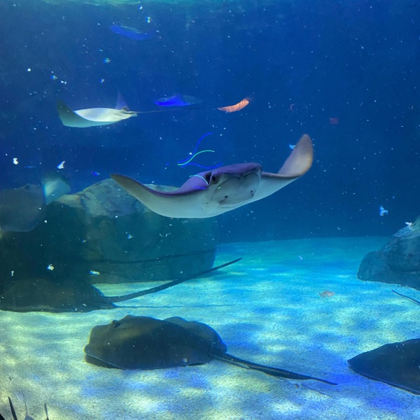Through the Water