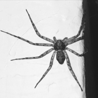 Spiders (feat. doola) - Single