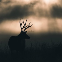 No Line (Special Version) - Single - Turkish Coffee