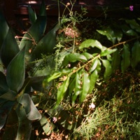 Fake Laugh (feat. Ben Beal) - Single - looking at birds