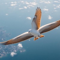 Fly high (feat. eMeLJay Prosper) - Single - Skatle Katwalk