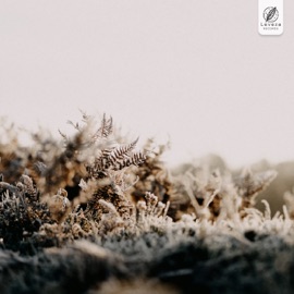 frosted terrace hmps & oakbear