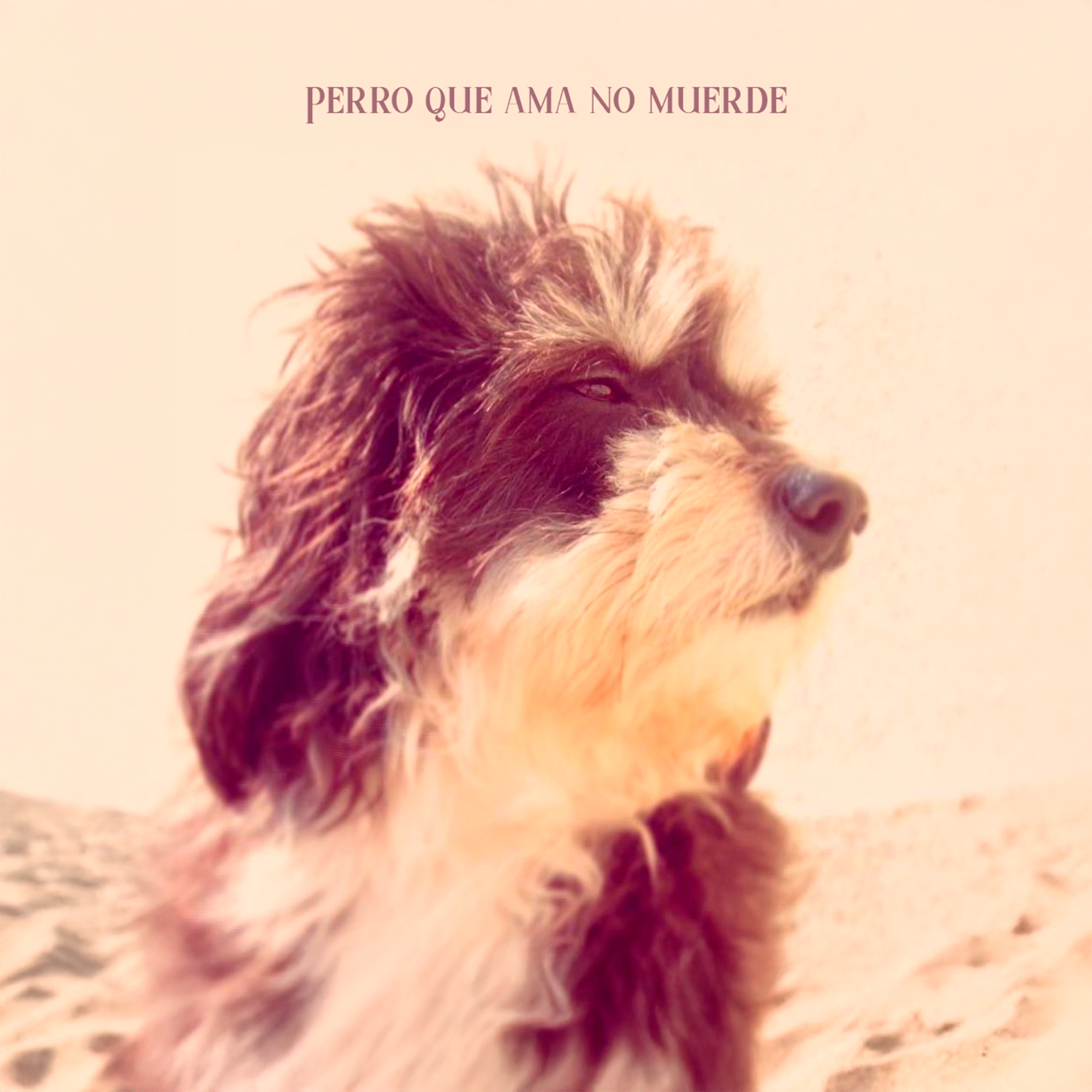 Perro que ama no muerde - Single