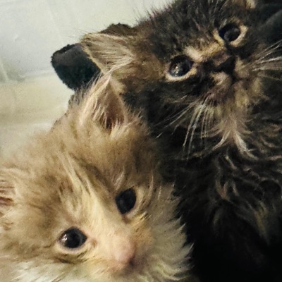 jekyll and hyde - Single