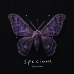 specimen - Single