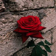 ROSES - Dorris Hubble