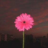 Say - Single - Mostapace