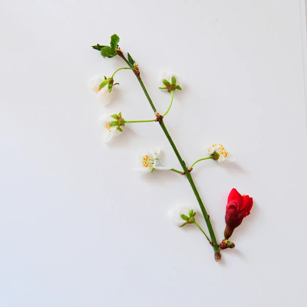 Chris James - These People Are Not Me - Single (2024) [iTunes Plus AAC M4A]-新房子