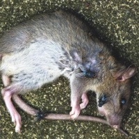 BANDSONBANDS - Single - Bret</3rt