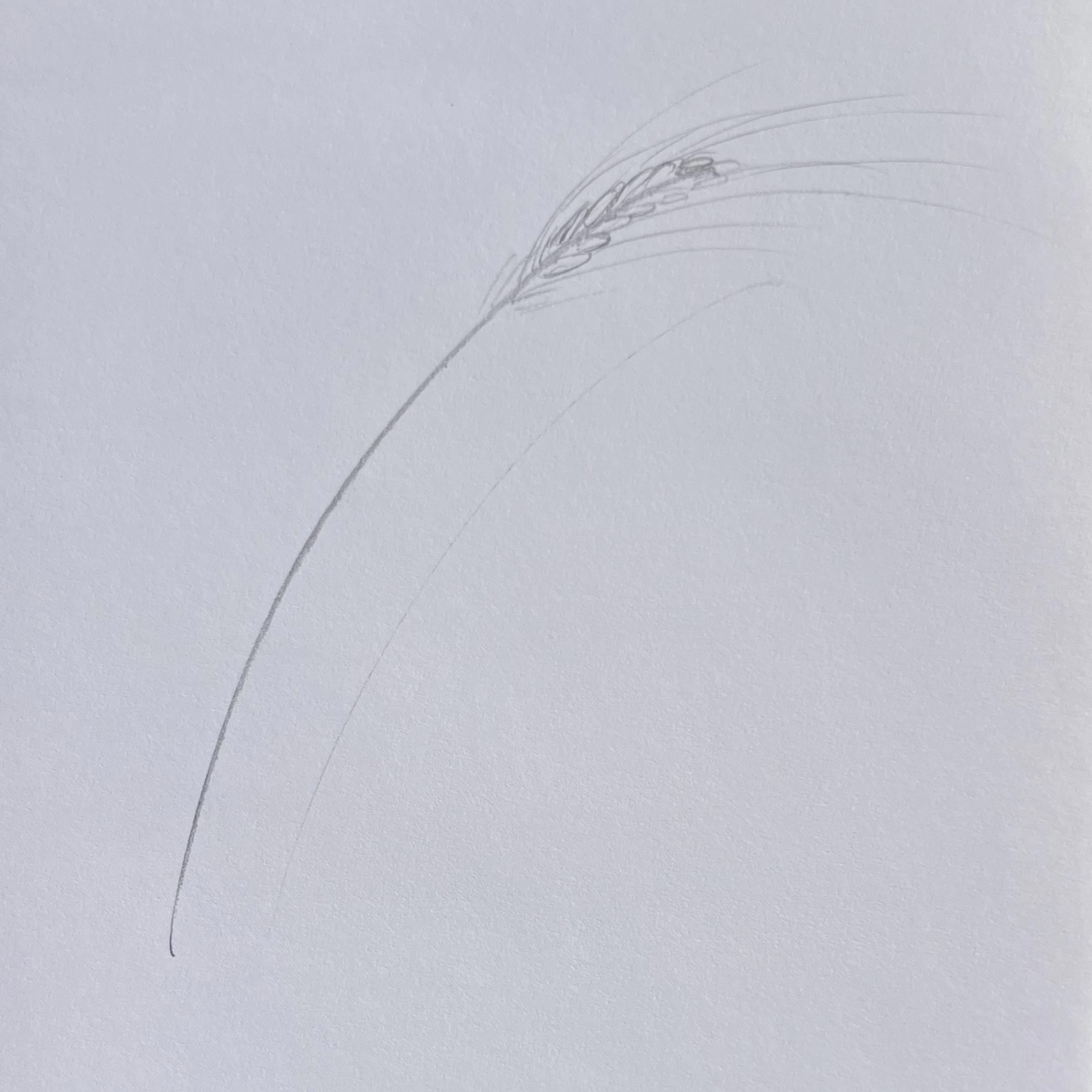 The Calligraphy of New Wheat