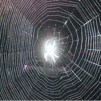 pająk (feat. macspazzed) - Single