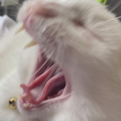 POOP! (feat. Inspectah Goofy) - Single