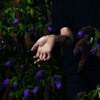 Blue Rose Case