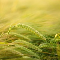 Amber Waves - Single - HitDawg