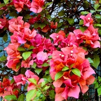 Mis Miedos Florecen - Single - Cuis Lerda