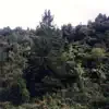 Wilding Pine