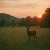 hello buddy