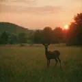 SOV