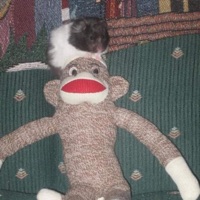 Nosebleed Freestyle - Single - Lil Boi Blu