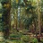 Untouched Forest