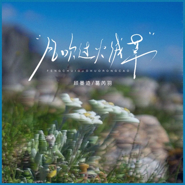 风吹过火绒草 - Single