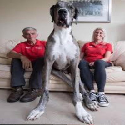 great dane (feat. 30013) - Single