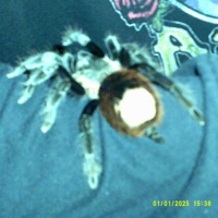 Turn To Dust - Single - PrivateFuneral