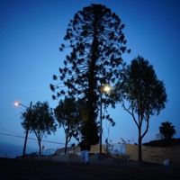 El Pino - Single - Rowdy G