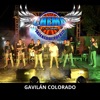 Chema y Su Grupo Talento de Pueblo - Gavilán Colorado