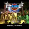 Gavilán colorado · Chema y Su Grupo Talento de Pueblo