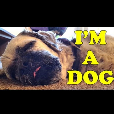 I'm A Dog - Single