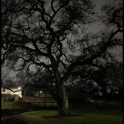 Poison Tree - Single