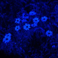 Plaies - Single - Noche & Neimo