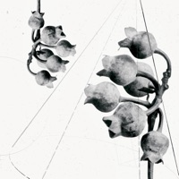 Natural - Single - RAZ3N