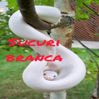 sucuri branca - Single - MC Briel