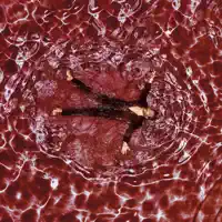 Muse In Motion
