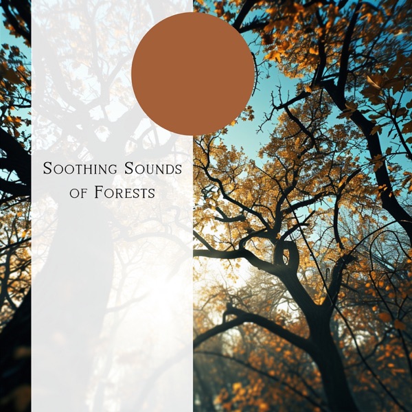 Soothing Sounds of Forests