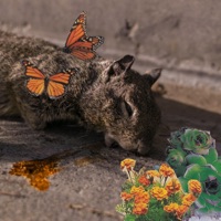 Weak Boned (Older) - Single - killkiyoshi