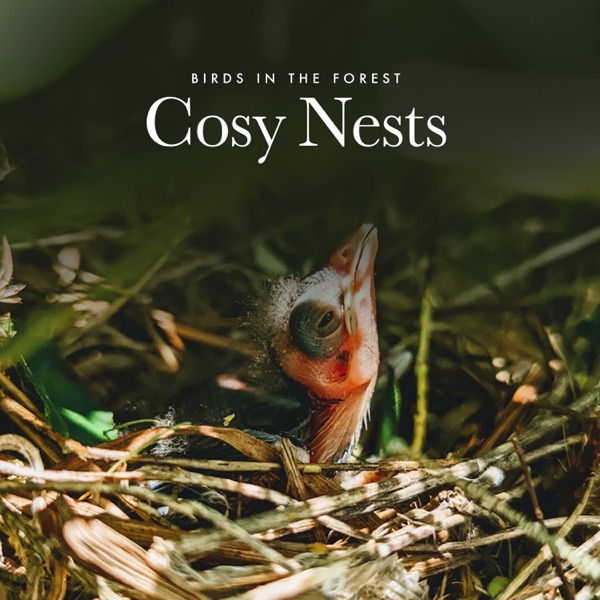 Cosy Nests