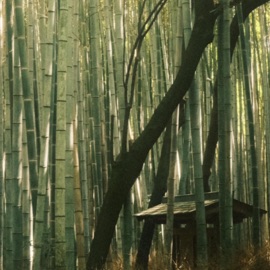 Wander (feat. S N U G) Dyrean