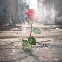Concrete Rose - Single - Koppo