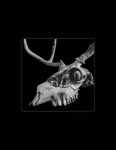 Listen to Carrion Angel, watch music videos, read bio, see tour dates & more!