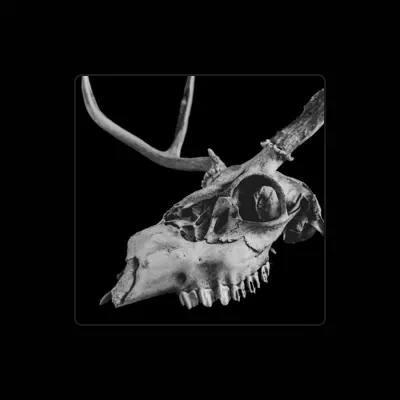 Listen to Carrion Angel, watch music videos, read bio, see tour dates & more!