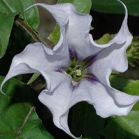 deathwish (feat. Arie Salas) - Single - ctrlfreak