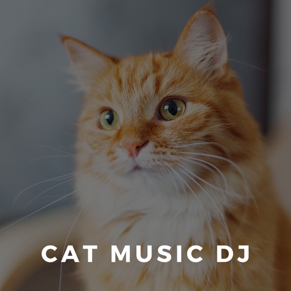 Stress Relief For Cats