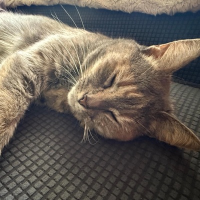 midwestemo.mp3 - Single