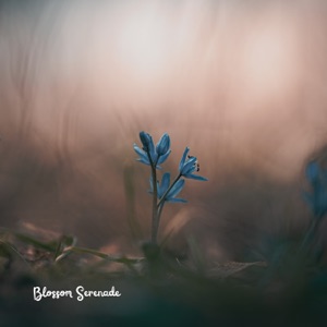 Blossom Serenade - Single