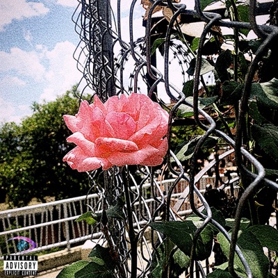 Paz Perfecta - Single
